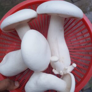 মিল্কি মাশরুম
