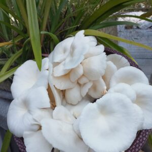 ওয়েস্টার মাশরুম