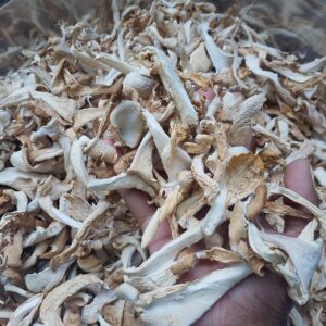 ওয়েস্টার শুকনো মাশরুম