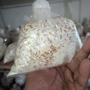 ওয়েস্টার ধানের মাদার (বীজ)