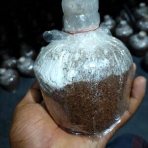 ওয়েস্টার স্পন ( বীজ )